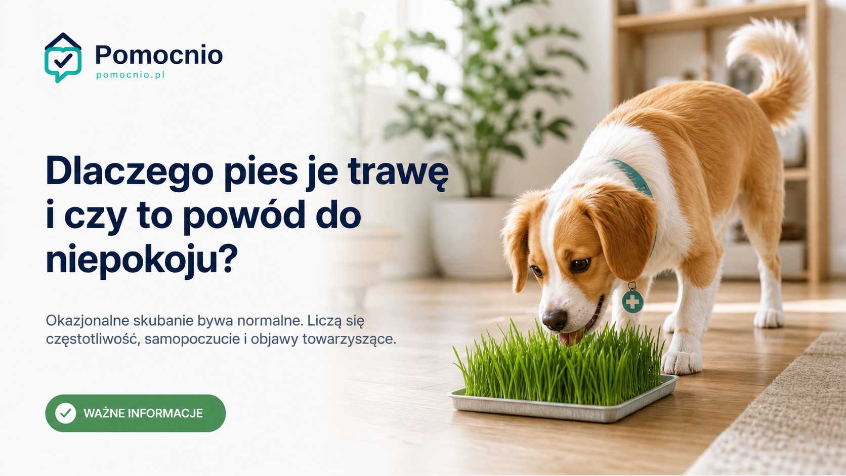 Dlaczego pies je trawę i czy to powód do niepokoju?